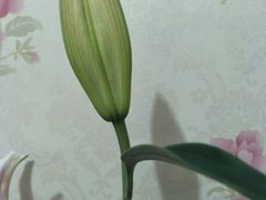 -万卉源鲜花店(百尚生活广场店)
