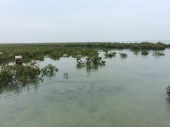 景点-北海金海湾红树林生态旅游区