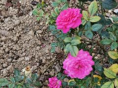 -人民公园(罗湖区)