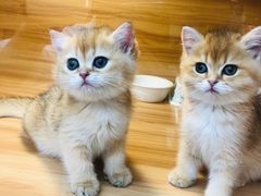-猫十亿·布偶金渐层·曼基康矮脚猫舍(青年路店)