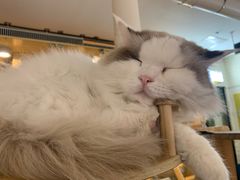 -平行世界·猫咖(首经贸店)