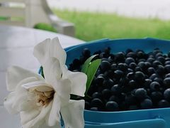 -金谷域澳洲庄园