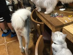 -李小姐の猫咖啡馆(五角场店)