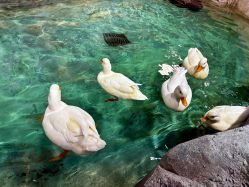 -Zoolung Zoolung动物主题公园(海信广场店)