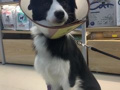 -艾贝尔宠物诊疗