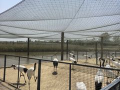 -盐城丹顶鹤湿地生态旅游区