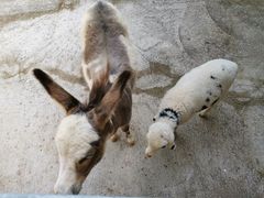 -清迈夜间动物园