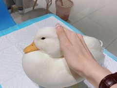 -RU DUCK柯尔鸭公社·撸鸭俱乐部·羊驼·小香猪