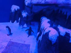 -暹罗海洋世界