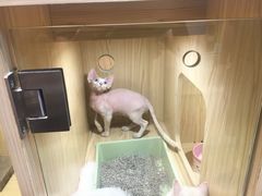 -屋虎猫馆(宝安大仟里店)