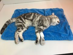手术后一摊猫િી-美联众合动物医院·内科·皮肤科·外科(古城分院)