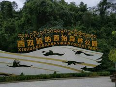 -西双版纳原始森林公园
