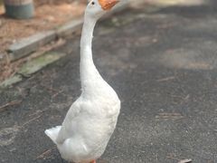 -小小饭店·休闲农庄·安吉松树林里的农家菜