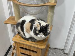 -四月宠物医院·猫专科·心脏专科·内科(转塘店)