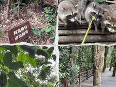 -普洱太阳河森林公园