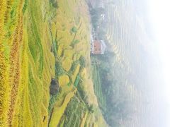 -紫鹊界梯田景区