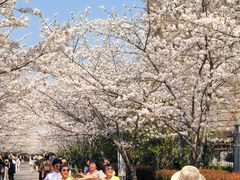 -高东镇樱花园
