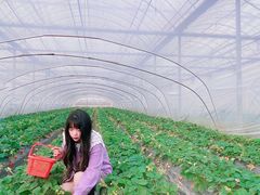 -喜杨洋草莓采摘园