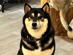 -柴迷FANS CLUB·柴犬狗咖·猫咖