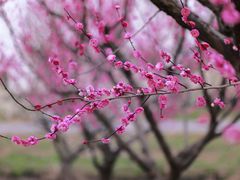 -花开海上生态园