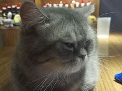 -喵园·猫主题咖啡厅·撸猫·猫咖(国贸店)