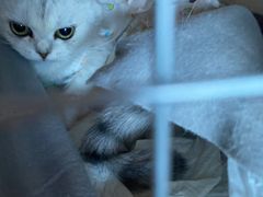-纳吉亚猫专科动物医院博雅分院