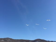 -钏路市丹顶鹤自然公园