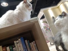 -藏猫猫咖啡主题馆(中央大道店)