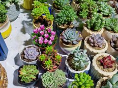 -开口笑·精选水饺