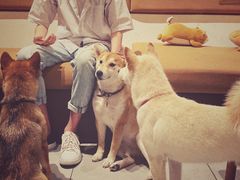 -柴务处·柴犬主题狗咖