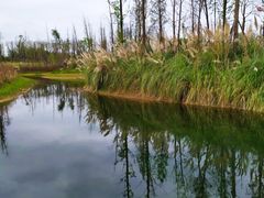 -白鹭湾湿地公园