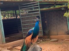 -昆明动物园