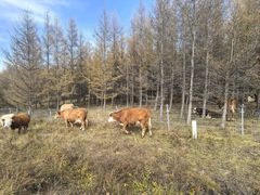 -塞罕坝国家级自然保护区