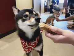 -豆柴町-柴犬主题狗咖(红鼎国际C座店)