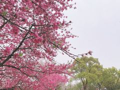 -苏州上方山国家森林公园