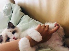 -袖虎·猫馆(体育西路店)