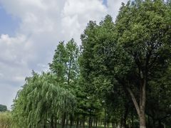 -贡湖湾湿地公园