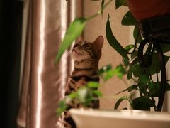 -猫大福·Fortune Cat猫舍(百子湾店)