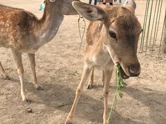 -北京麋鹿生态实验中心