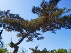 -金龙寺国家森林公园