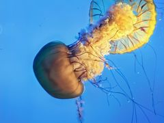 -太平洋海底世界