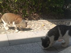 -厦门国家会计学院