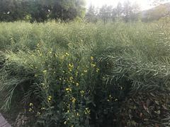 -长广溪湿地公园