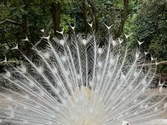 -泉州海丝野生动物世界