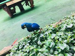 -新加坡飞禽公园