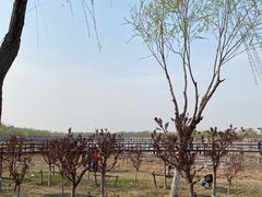-西青郊野公园