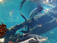 -华夏文旅海洋公园