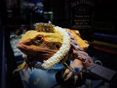 -梵薇Joker.V银饰工作室