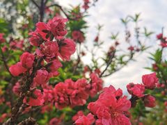 -桃花涧