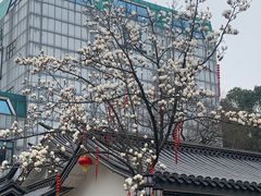 -白沙古井
